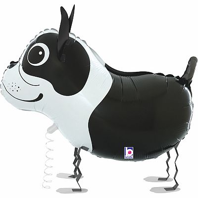 Chodící Bostonský teriér 48cm fóliový balónek