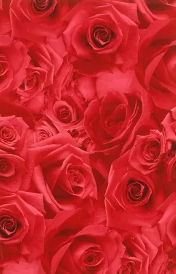 Balicí papír růže 2 x 0,7 m