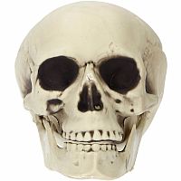 Halloweenská dekorace lebka