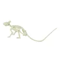 Halloweenská dekorace kostra krysy 20 cm